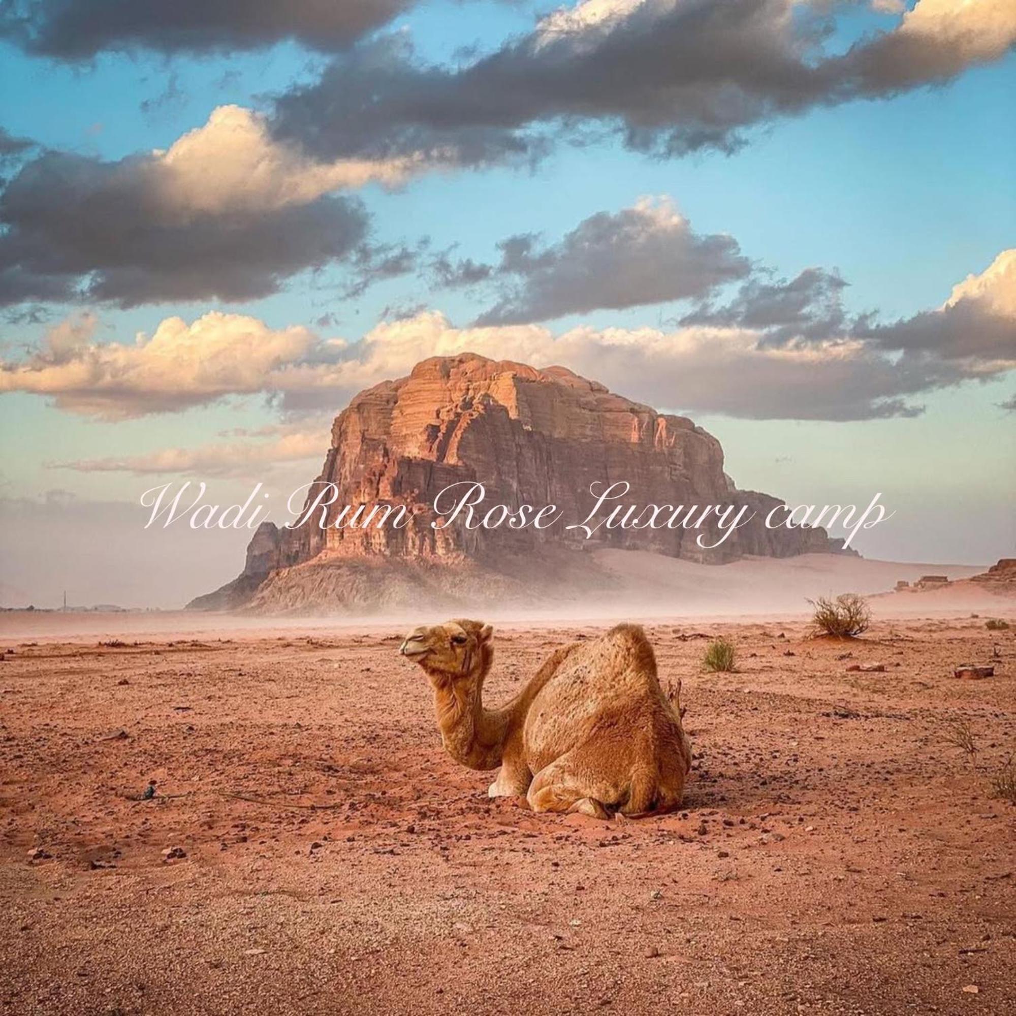 Wadi Rose Luxury Camp Luxury tent Wadi Rum