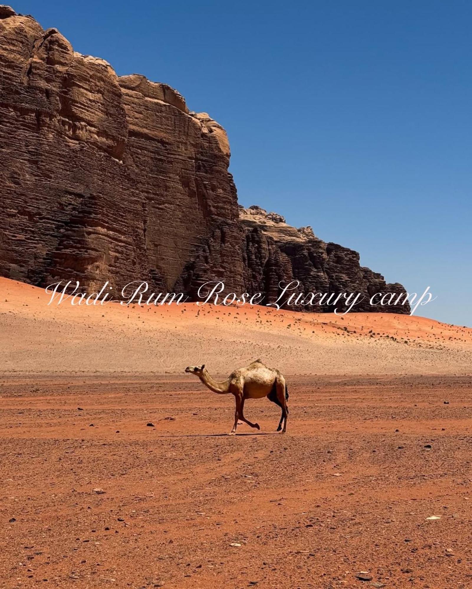 Luxuszelt Wadi Rose Luxury Camp 5*
