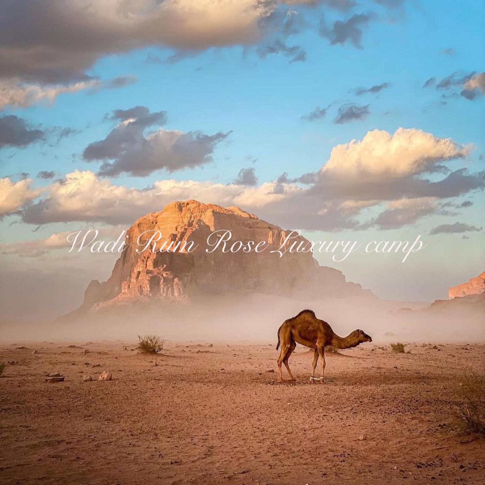 Wadi Rose Luxury Camp
