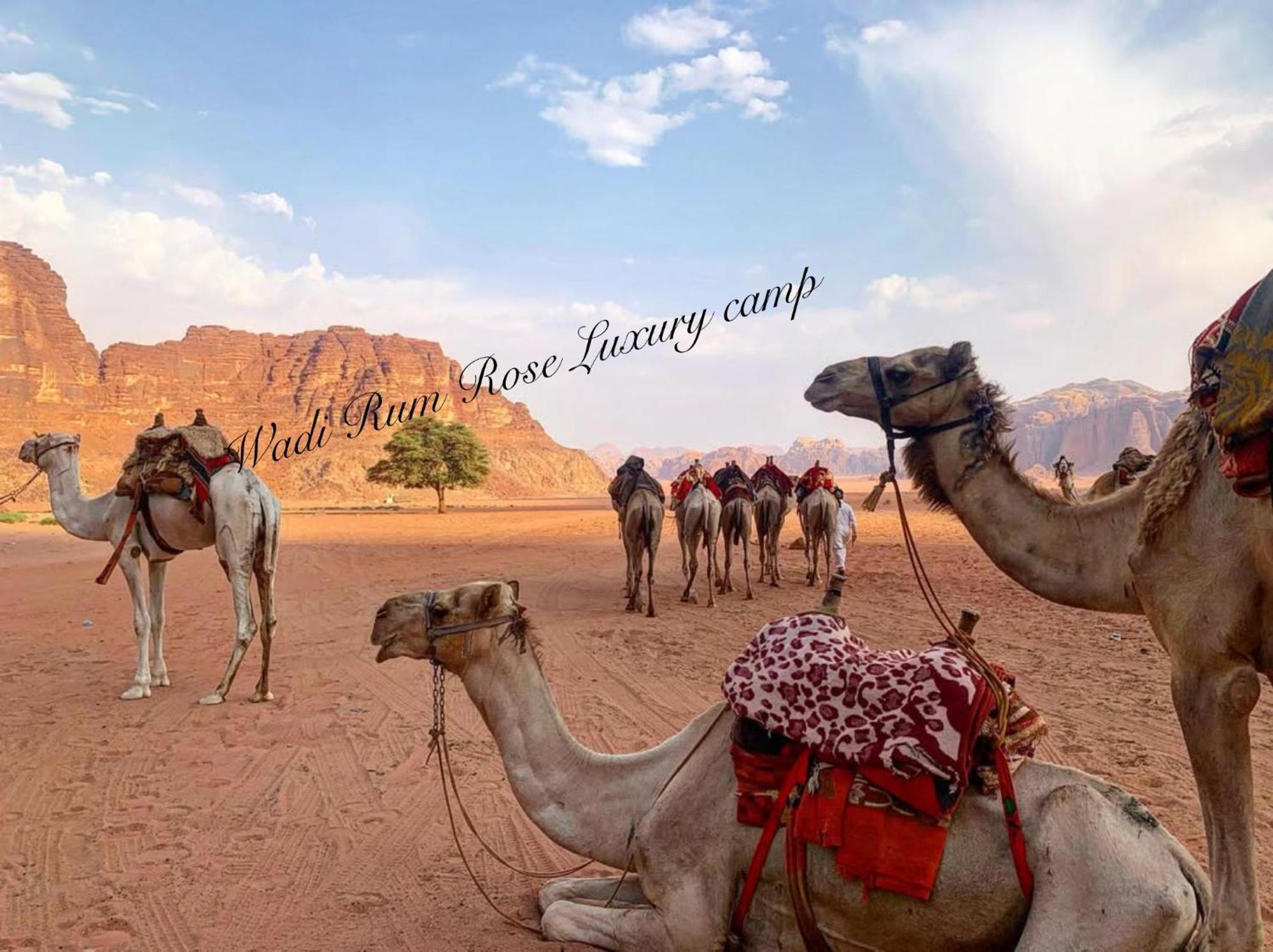 Wadi Rose Luxury Camp Luxury tent