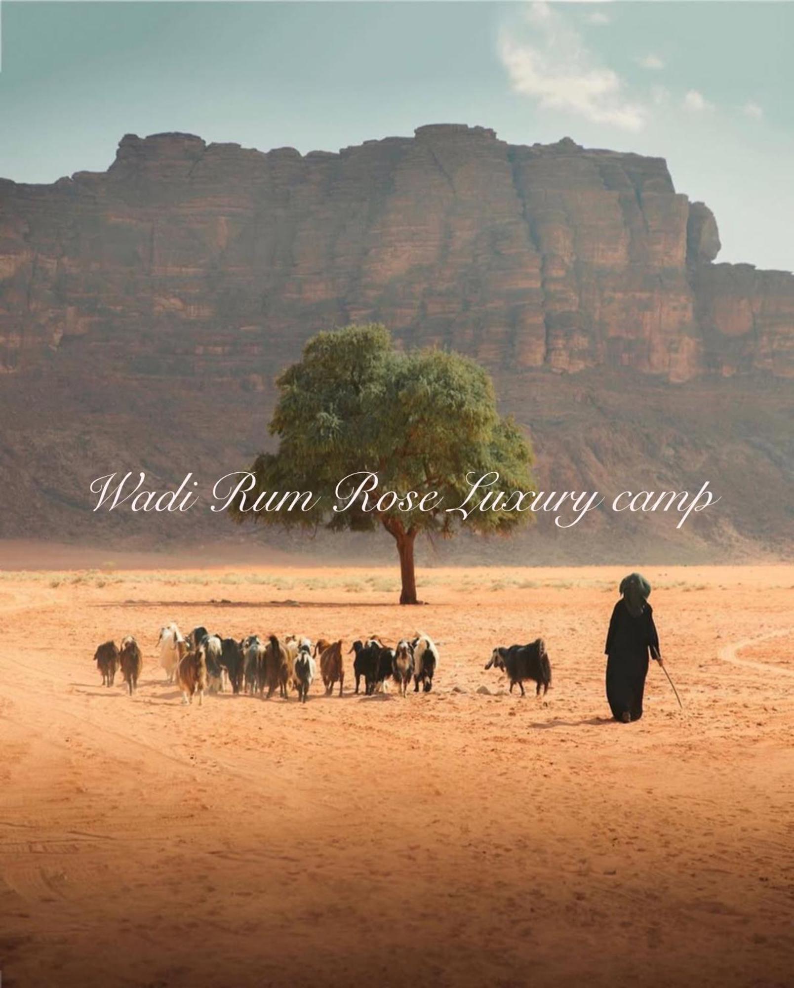 Wadi Rose Luxury Camp Luxuszelt Wadi Rum